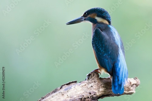 Common Kingfisher, Alcedo atthis. Europe, country Slovakia, region Horna Nitra- Kingfisher sitting on a branch. close up beautiful common kingfisher