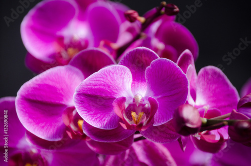 Branch of pink orchids