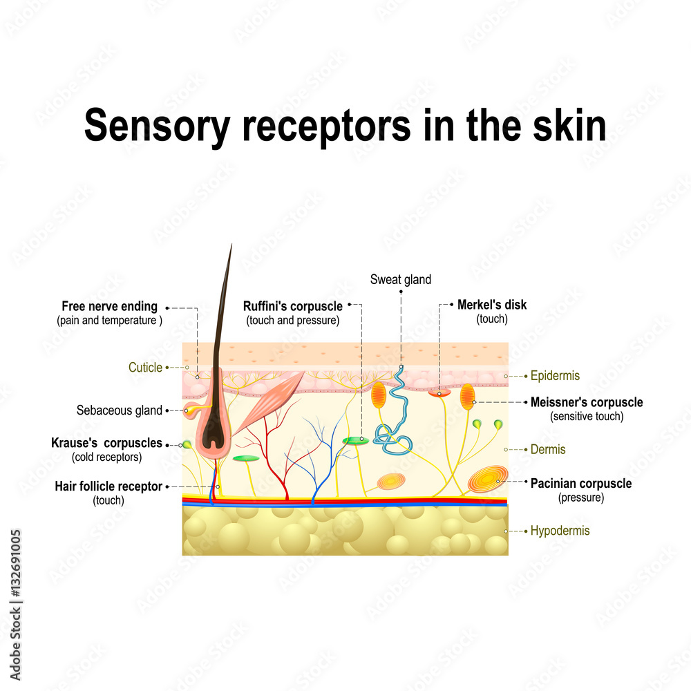 human sensory system in the skin. Stock Vector | Adobe Stock