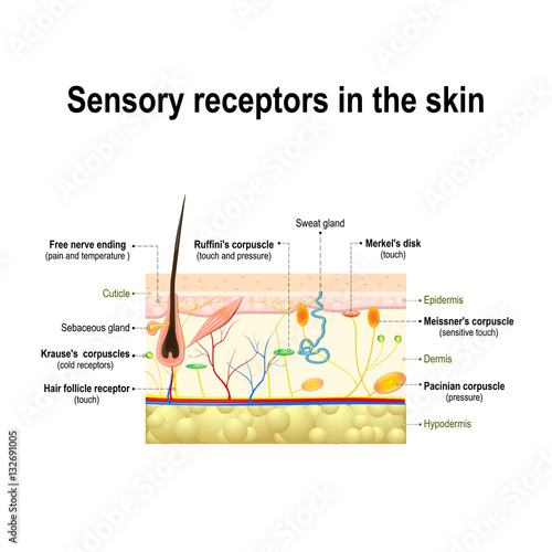 human sensory system in the skin.
