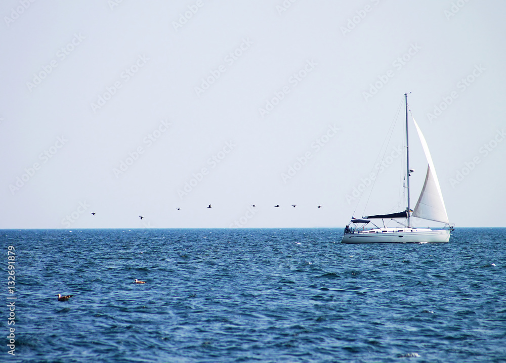 Yacht and birds