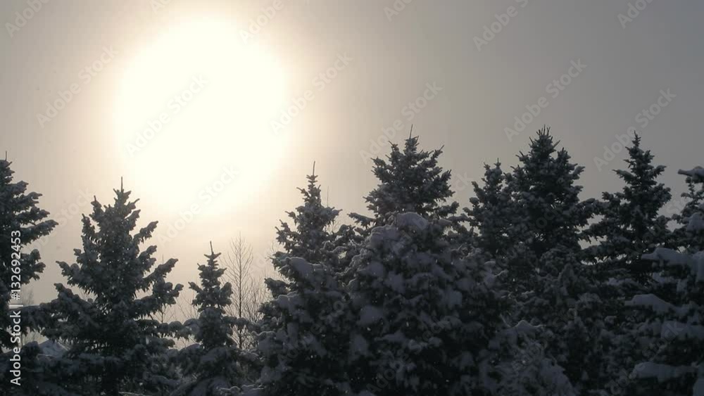 Snow flakes falling on a pine trees during winter with bright sun in the background. Snow flakes falling on a pine trees during winter with bright sun in the background.