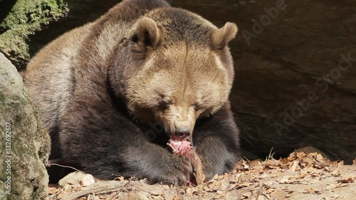 Brown bear eating meat bear´s den