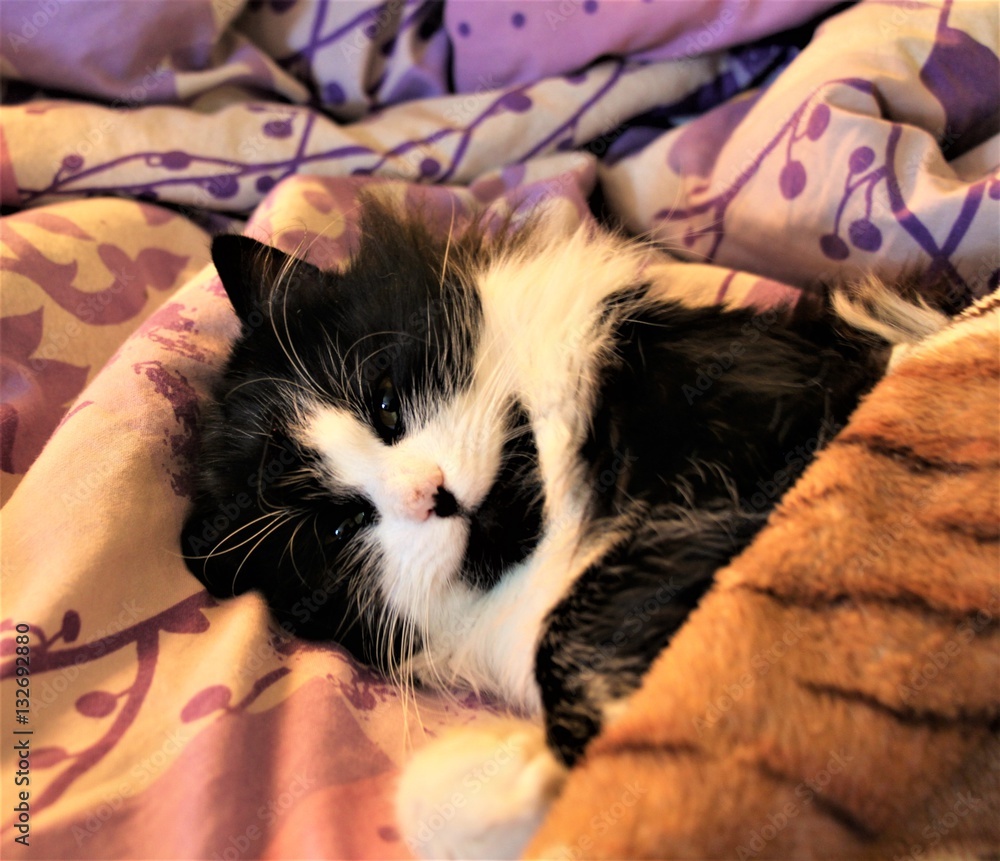 Кот. Кот отдыхает после ночной прогулки. Взгляд усталый, ему хочется спать,  разрешил накрыть себя одеялом Stock Photo | Adobe Stock