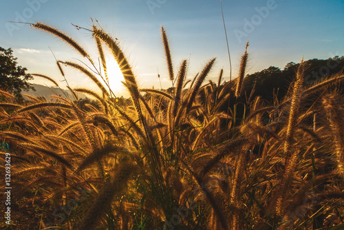 Fotografie Beautiful grass flower like soft silk in front of sunrise with flare effect and