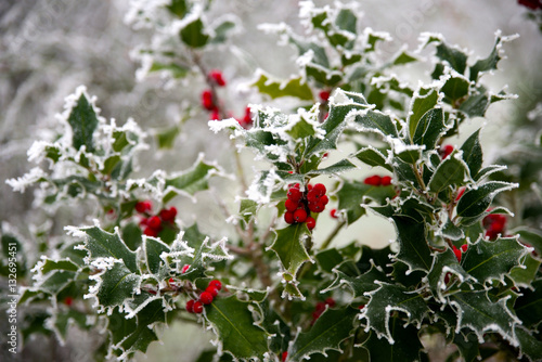 Ilex im Winter