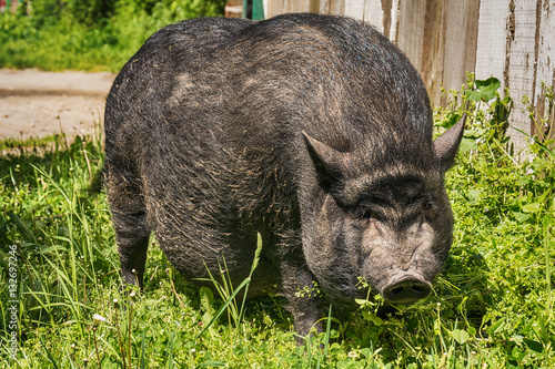 Принти на полотні Vietnam pig