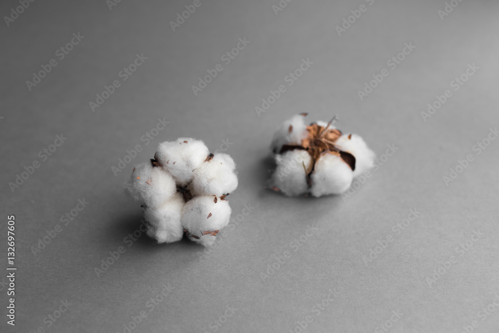 White background with branch of cotton plant White background with branch of cotton plant