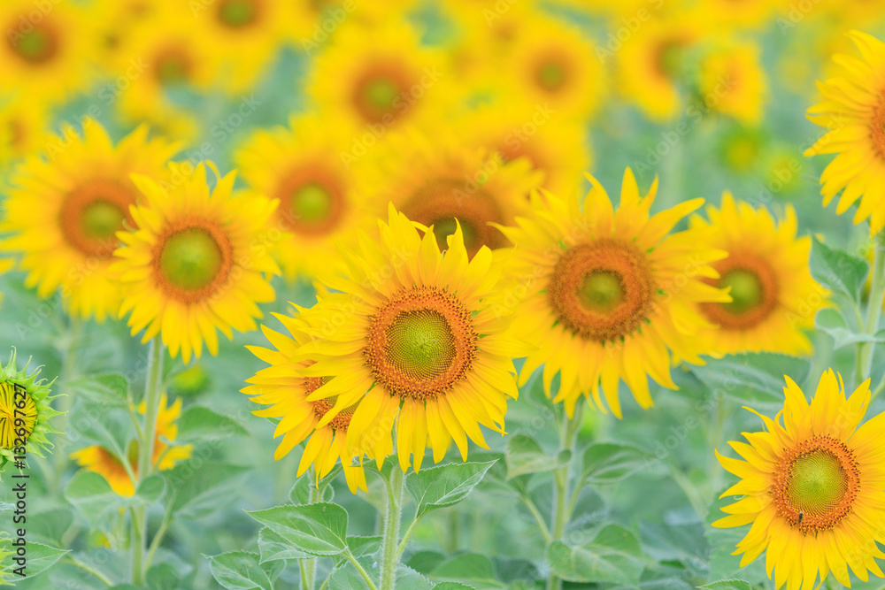 Sunflower field at the mountain