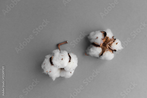 White background with branch of cotton plant