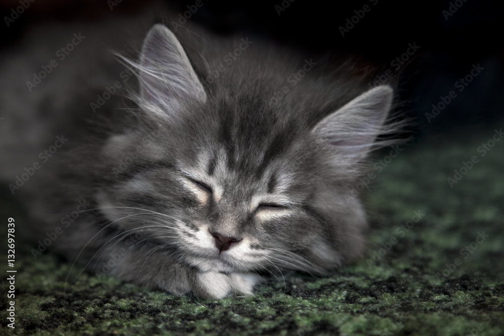 Cute fluffy kitten sleeps on soft carpet, closeup view