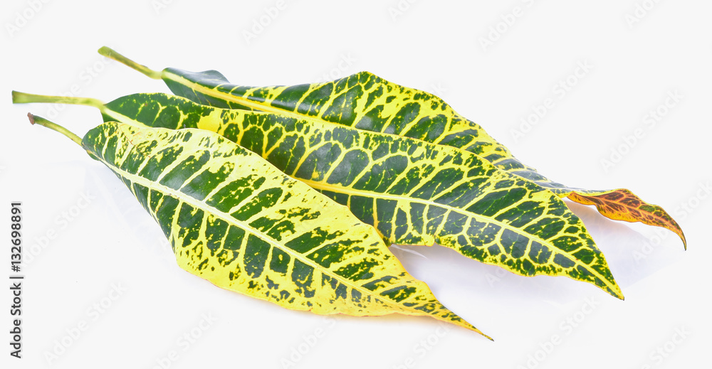 Croton leaves