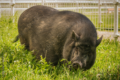 Obraz na płótnie Vietnam pig