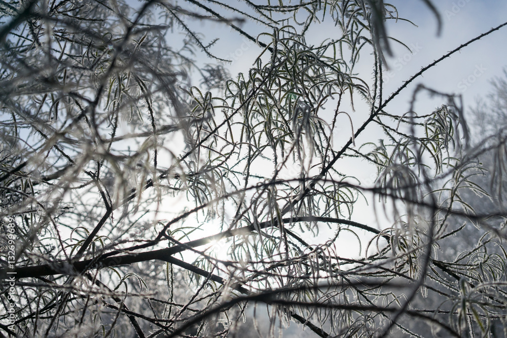 Obraz premium Close up frozen leaf