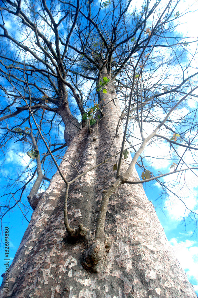 Fototapeta premium Bare tree huge sprawl of dry dead leaves in the winter paddy clo