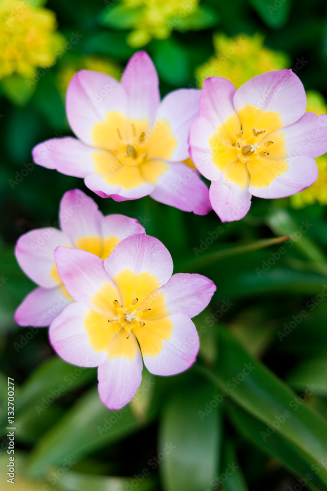Blühende Frühlingsblumen Blühende Frühlingsblumen