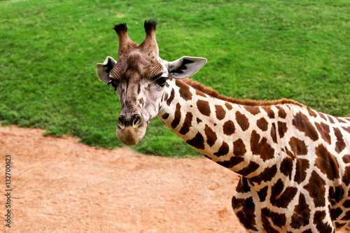 Giraffe poses and enjoying the summer day © zoranlino