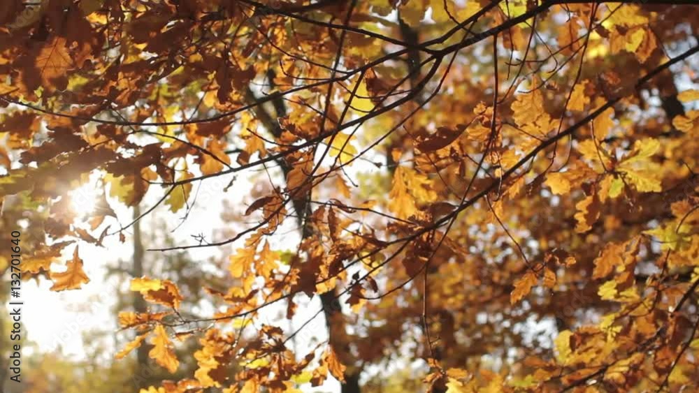 Sun Through Autumn Leaves Sun Through Autumn Leaves
