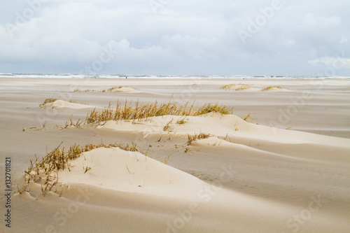 Fototapeta Naklejka Na Ścianę i Meble -  Dune forming on a stormy beach: Sand couch (Elytrigia juncea ) catches sand and forms embryonic dunes