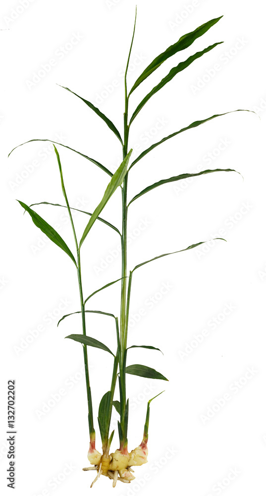 Obraz premium Fresh ginger plant