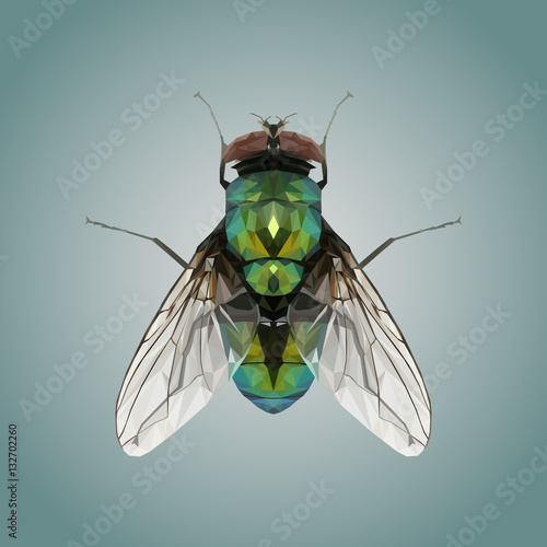 Polygonal Fly