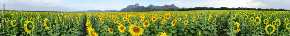 Obraz premium 360 degree panorama of Sunflower field at the mountain