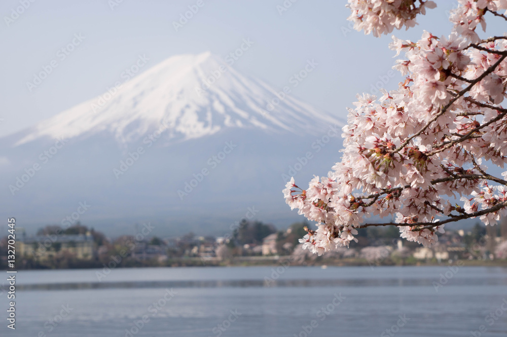 Fuji&Sakura