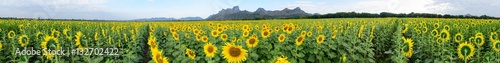 360 degree panorama of Sunflower field at the mountain