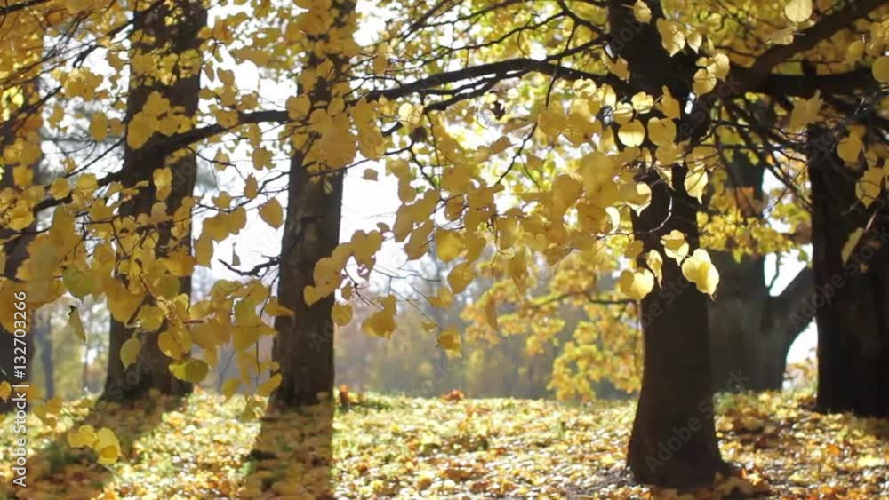 Yellow Leaves in Autumn Park Yellow Leaves in Autumn Park