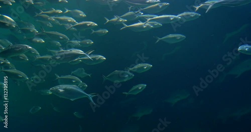 Wallpaper Mural Deep Ocean Fish In Large Aquarium Torontodigital.ca