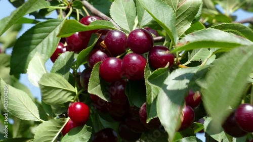 Wallpaper Mural Ripe cherry fruit on a tree, ready for picking Torontodigital.ca