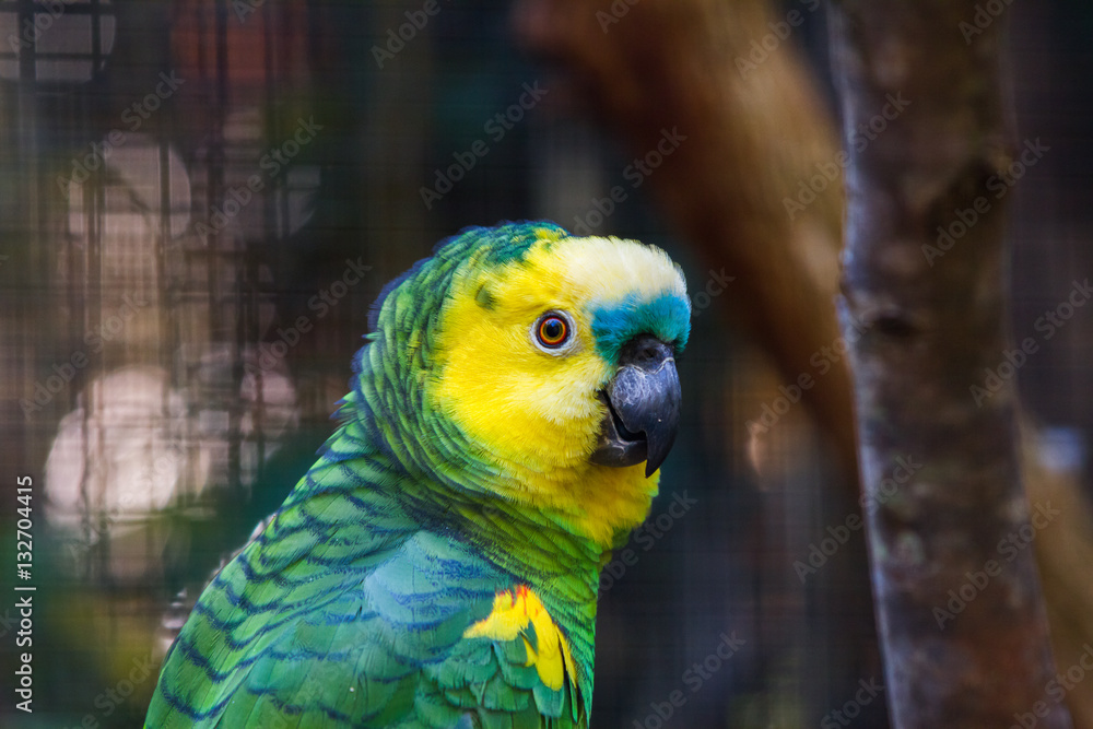 Obraz premium Turquoise-fronted amazon parrot in the Iguazu Waterfalls National Park