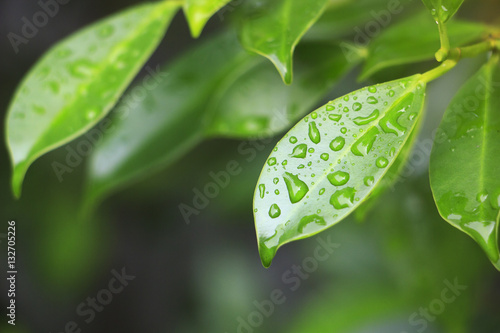green leaf with waterdrops (selectived focus)