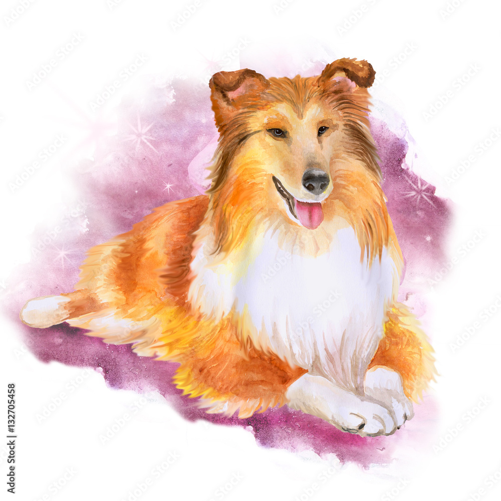 Red sheltie sales