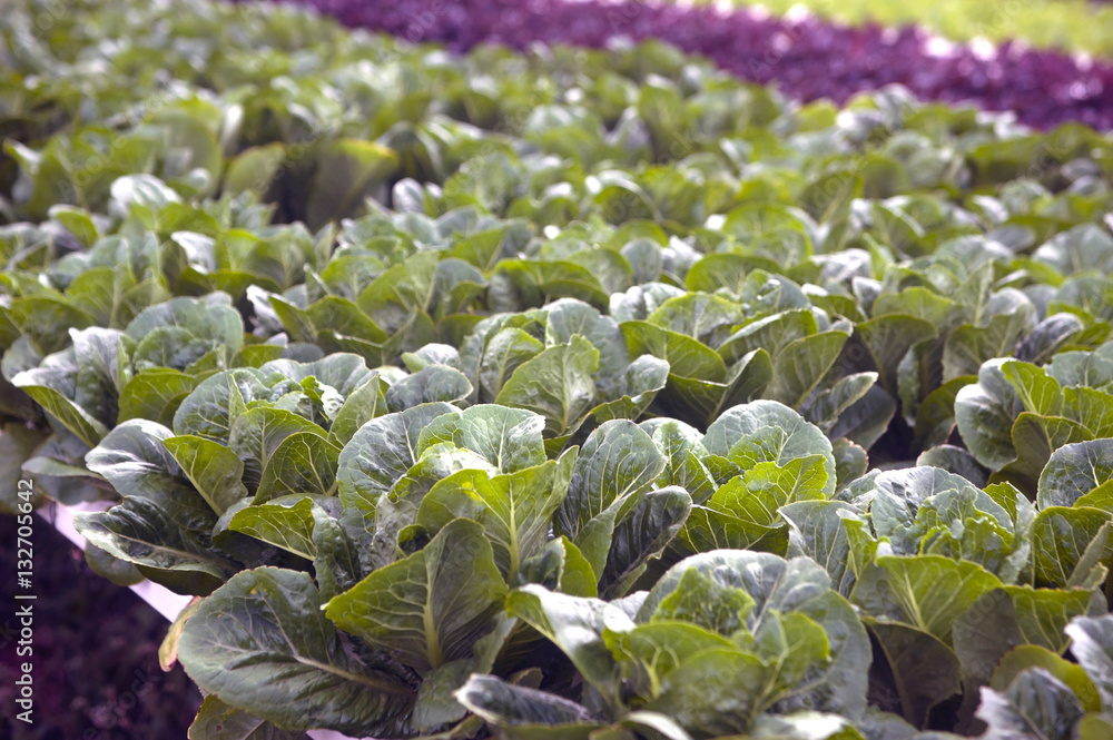Hydrophonics farm in greenhouse at Corofield, Thailand. Hydrophonics farm in greenhouse at Corofield, Thailand.
