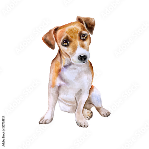 Watercolor portrait of English jack russel terrier breed dog isolated on white background. Hand drawn sweet pet. Bright colors, realistic look. Greeting card design. Clip art. Add your text