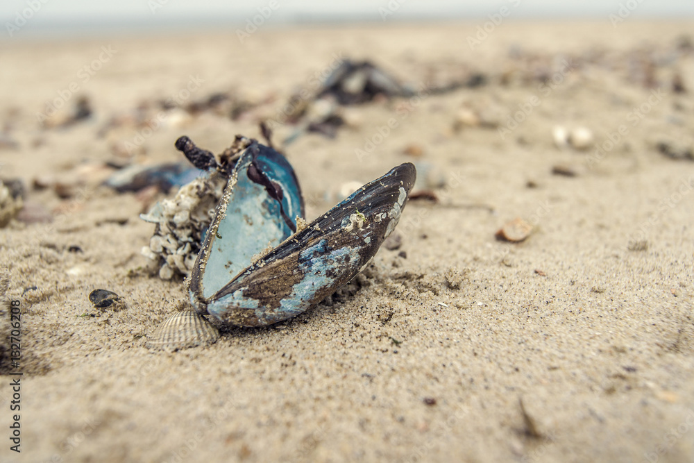 Mussel on the beach