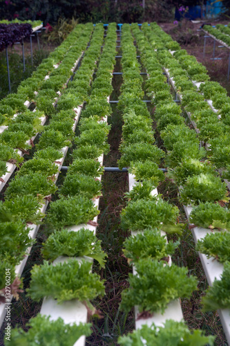 Hydroponics farm in greenhouse at Corofield, Thailand. photo