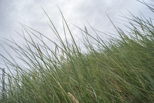 High grass blowing in the wind