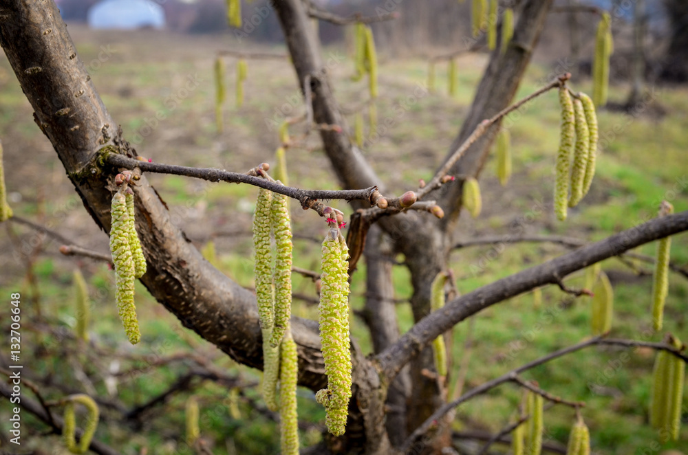 Fototapeta premium Hazel catkins in spring