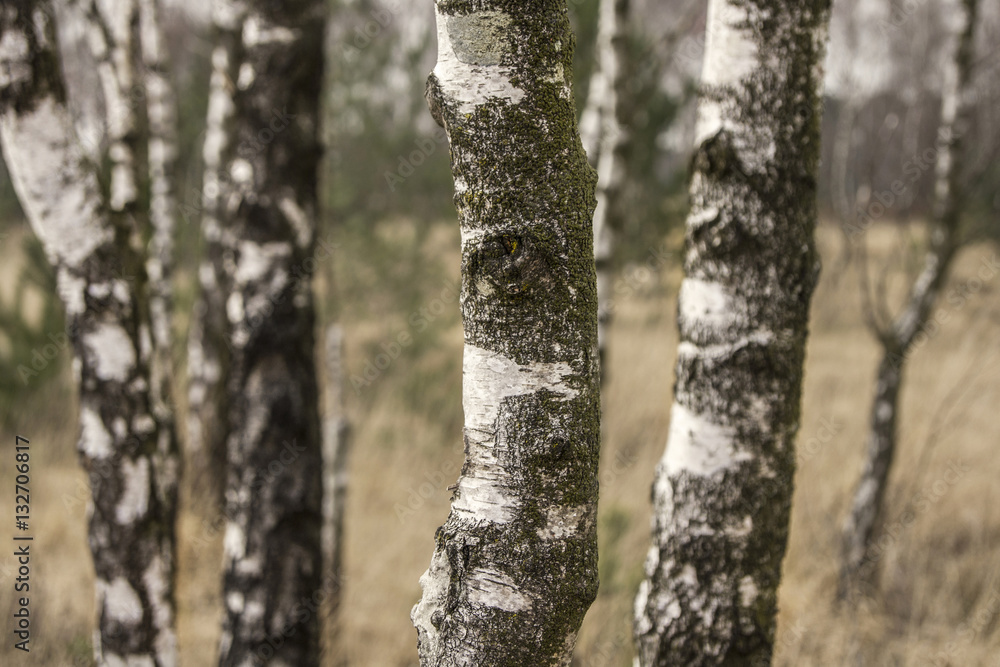 close-up of birch trunks close-up of birch trunks