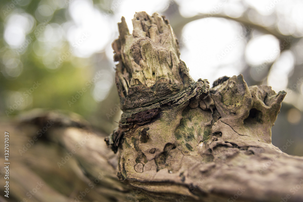 closu-up of a dead tree closu-up of a dead tree