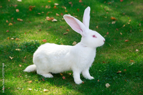 the white rabbit