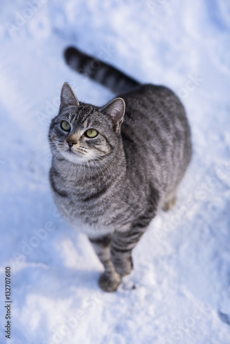 Obraz na płótnie CAT WINTER