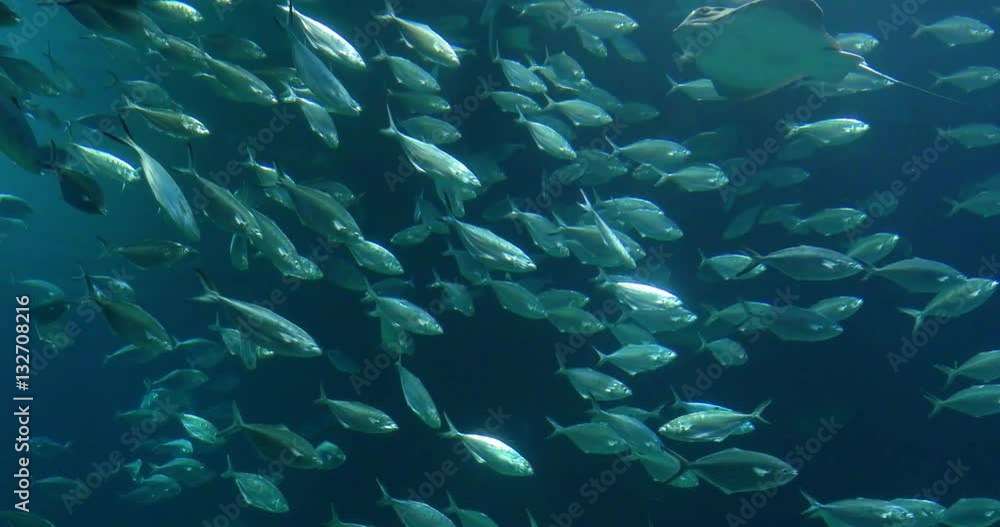 Deep Ocean Fish In Large Aquarium Deep Ocean Fish In Large Aquarium
