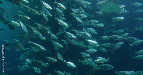 Deep Ocean Fish In Large Aquarium