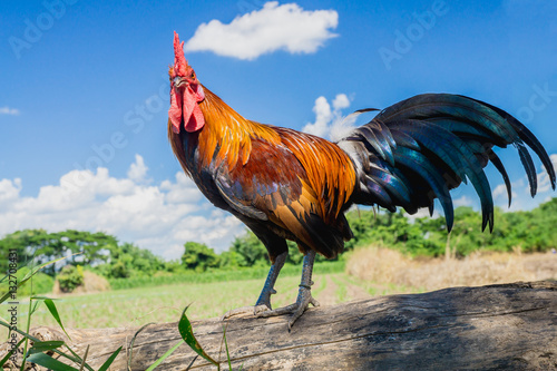 Fotobehang close up portrait of bantam chicken, Beautiful colorful cock