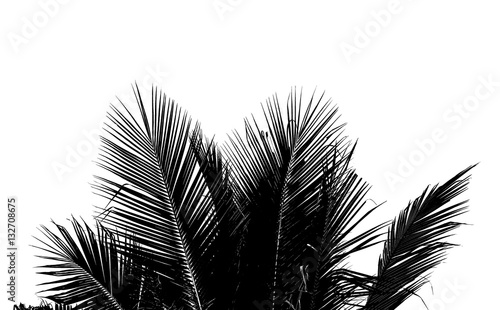 Abstract white and black coconut leaf on white background.