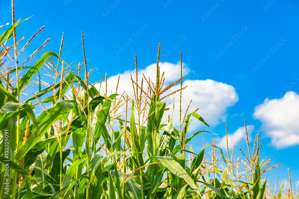 view og a maize field und blue sky view og a maize field und blue sky