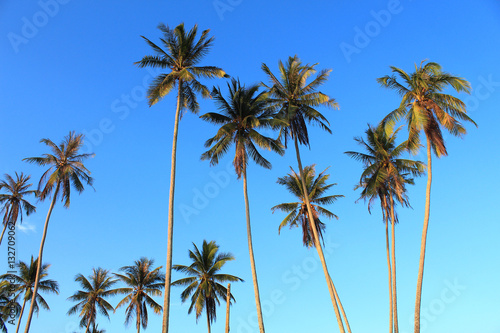 Coconut plam tree on blue sky background © foto76